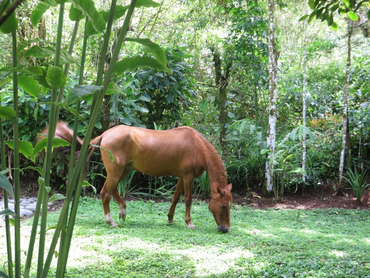 Mindo Eco Chalet Con Rio Y Cascada Exterior photo